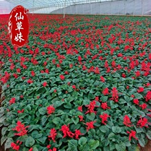 一串红种子蓝色精灵盆栽花籽四季种植开花室外庭院花苗蓝花