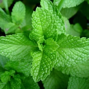 Edible Mint Seeds Spearmint Lemon Catnip Grass Seeds All Year Round Sowing Indoor Balcony Potted Vegetable Seeds