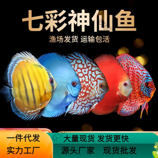 �F���{���]�Ꭷ�߲������^�p�~��Ʒ���pС���~�ϻ�ؔ���~�����ӹ�