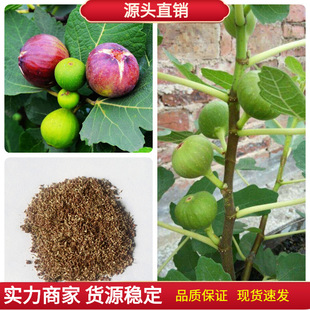 Fig seeds four seasons courtyard sowing honey fruit milk berry Wen Xian fruit tree seedling seeds forest tree seeds fig
