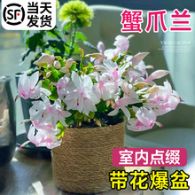 蟹爪兰盆栽带花苞嫁接重瓣新品种四季开花名贵花卉植物室内花绿植