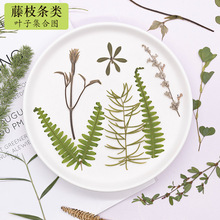 绿叶材料组合真树叶植物标本幼儿园手工贴画diy滴胶干花压花