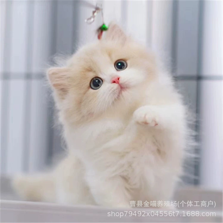 Продается: живой длинношерстный котенок-дворф, серебристо-белый котенок-дворф.