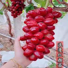 新品种无籽葡萄树苗浪漫红颜葡萄苗特大南北方地栽盆栽当年结果苗
