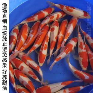 �\���ձ������Ѻ��S�����P���~�������N�^�p�~��ˮ�Lβ���B