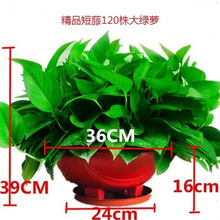 大盆绿萝盆栽室内吸甲醛植物绿箩花卉绿植新房家用长藤绿萝批发厂