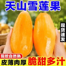 天山雪莲果黄心正宗云南特级孕妇水果应当季新鲜现挖脆甜多汁整箱