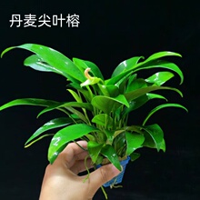 �������~��ˮ������~�����֑�����Ե�ˮˮ���쾰�b��B��ֲ��