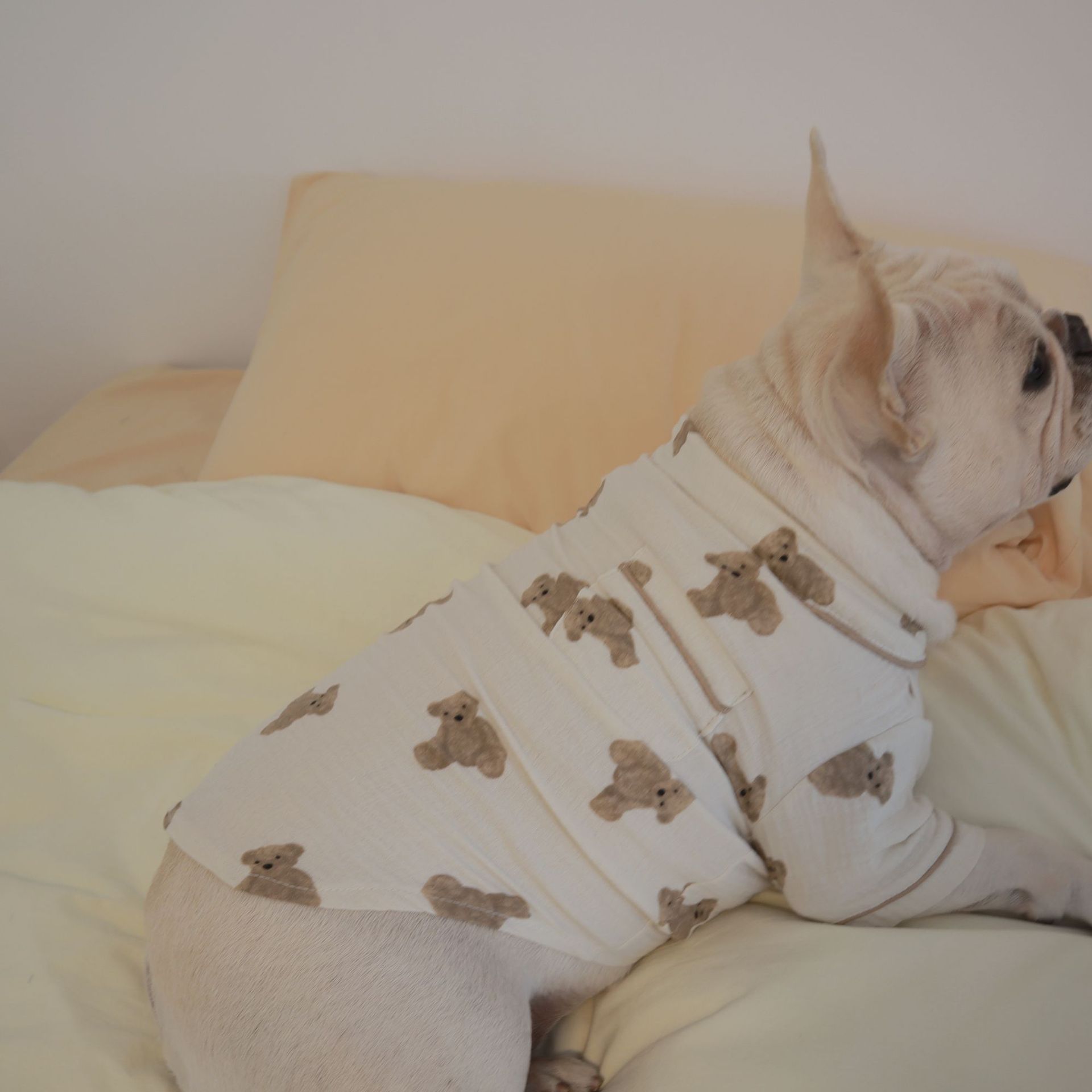 Cute pet in pajamas