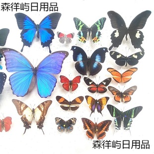 Real Butterflies Spread Their Wings, Various Original Butterflies, Mixed Butterflies, Green-Striped Swallowtail Butterflies, Elegant Gray Butterflies, Insects and Beetles, Kindergarten Teaching