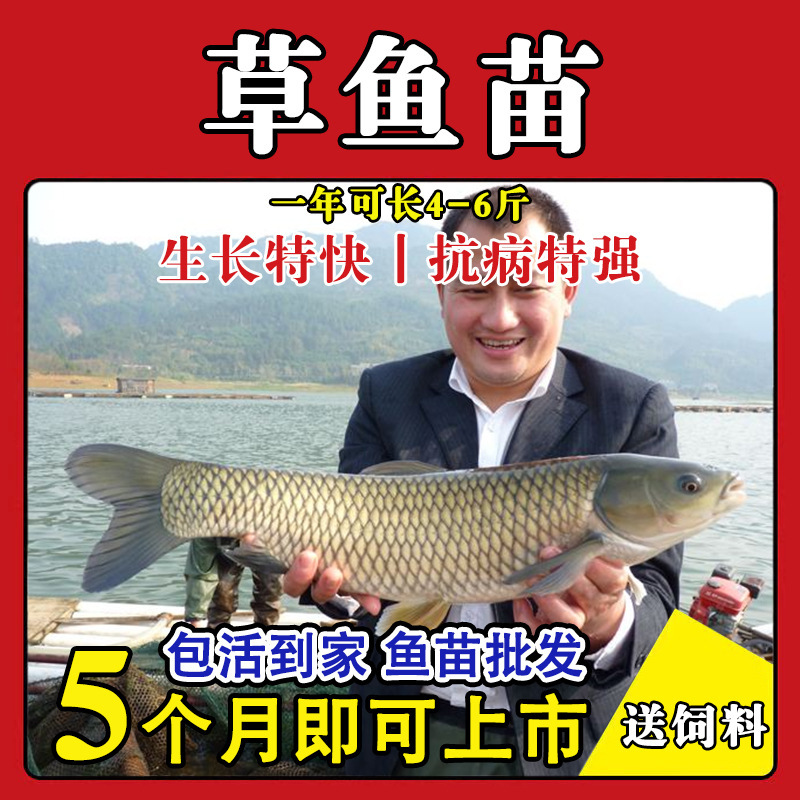 Authentic Large Variety of Live Freshwater Cultured Grass Carp Fry, Crucian Carp Fry, Carp Fry, Silver Carp and White Silver Carp Feed Fry Package