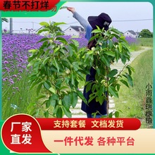 һ�����l���m�����Ԙ������m����ֲ���҃��̨�Gֲ�׻�����ļ�