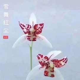建兰名品兰花苗秋榜喜洋洋四季兰浓香兰花夏季带花苞浓香型花卉