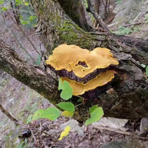 Wholesale wild-grown Ganoderma lucidum (Reishi mushroom), mulberry, and Phellinus igniarius sourced from Tibet. Drop shipping available.