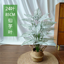 �羳���R�d����Gֲ�����~��cӭ�e�쾰��ɫ�߶˼ٻ��Ҿ��b��辰