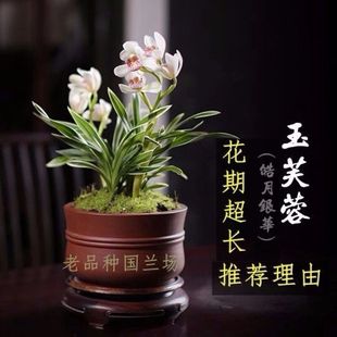 Fragrant Golden-Edged Orchid with Wide Leaves, Golden Ingot, Bodhidharma Crown, Super Fragrant, Good and Diligent Flowers Bloom in All Seasons