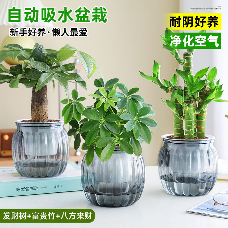 [부자 패키지] 돈나무 + 행운의 대나무 + 사방에서 오는 부