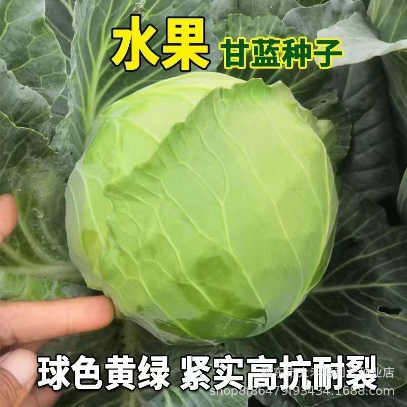 甜脆水果甘蓝种子早熟结球绿甘蓝籽包菜种秋冬季蔬菜种子耐寒抗冻