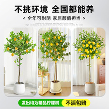 ˮʘԎ͏dGֲֲֲ̨҃ļB