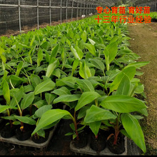 �O���۽��玧���V���l؛�н�9̖�㽶���ļ��Nֲ�t�㽶��ʵ۽���