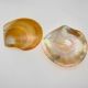 Yellow shellfish 10-12cm