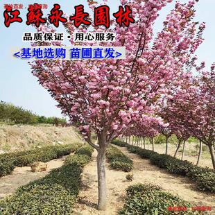 �ձ���ј��糣�����l �ձ���� �G����ľͥԺ�ذ�ѻ��辰�ѻ���