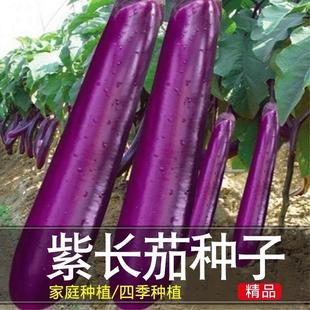 Purple Long Eggplant Seeds Spring and Autum Balcony Potted Vegetable Seeds All Year Round Purple Eggplant Seeds Farm Purple Eggplant Seeds