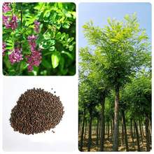 ľNӴ̻NӰ׻̻t۷ۻSN