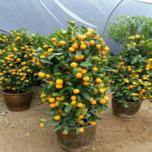 ��ێ������Խ�ۘ�������Ә�͏d�ļ����������������ɰ�ُV��