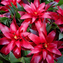 ����ֱ�������������\���^ƽ�^�t����˹�����t�������S�����\ݔ