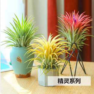 High-Quality Soil-Free Air Purification Air Pineapple Lazy Green Plant Potted Office Desk Creative Ornaments Free Shipping