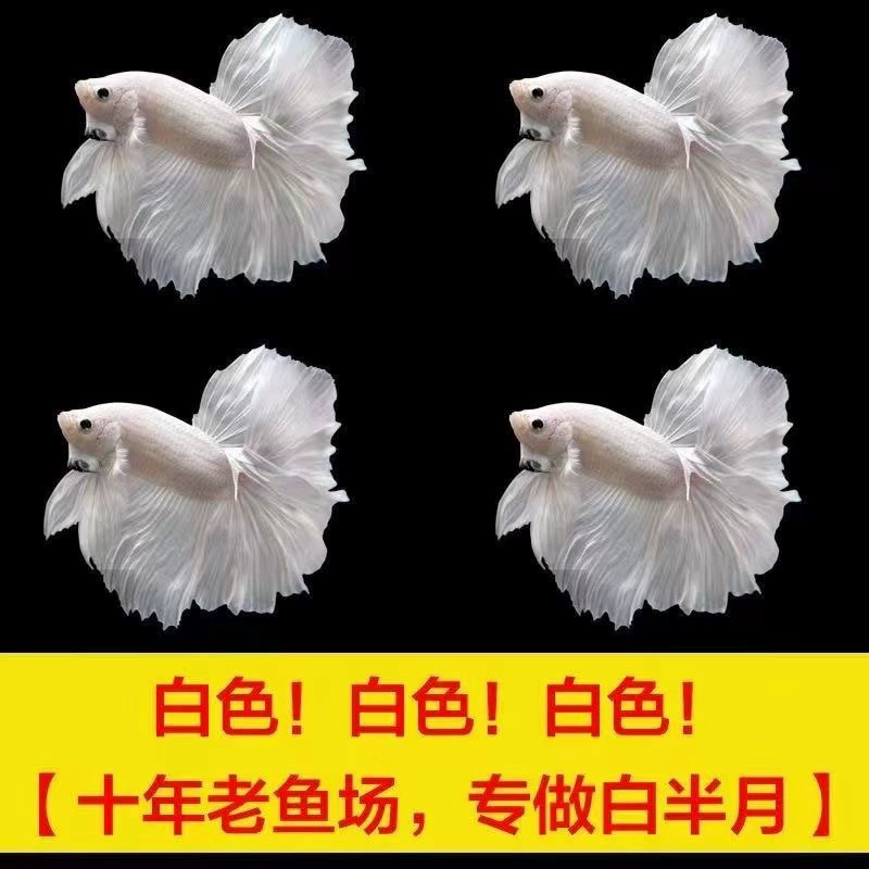 Аквариумный петушок Betta (Thai Douyu) — белый/пастельный, супер-хвост SSS, тропическая декоративная рыбка