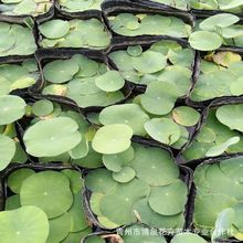 ^pɻ箔_ɏźˮֲͷNźNɏźNˮ