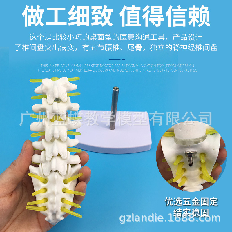 С����׵��β׵��ҽѧ��ѧģ�� ������׵ҽѧ��ѧģ��15CM��