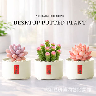 �҃ȶ���ֲ��С���������ƻ��ܾGֲ�k�����׃��@�������������