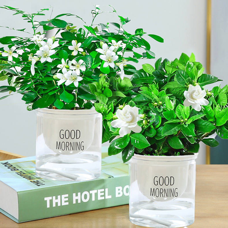 [꽃조합] 치자나무 + 구리향(북유럽 흡수분지) 무비료