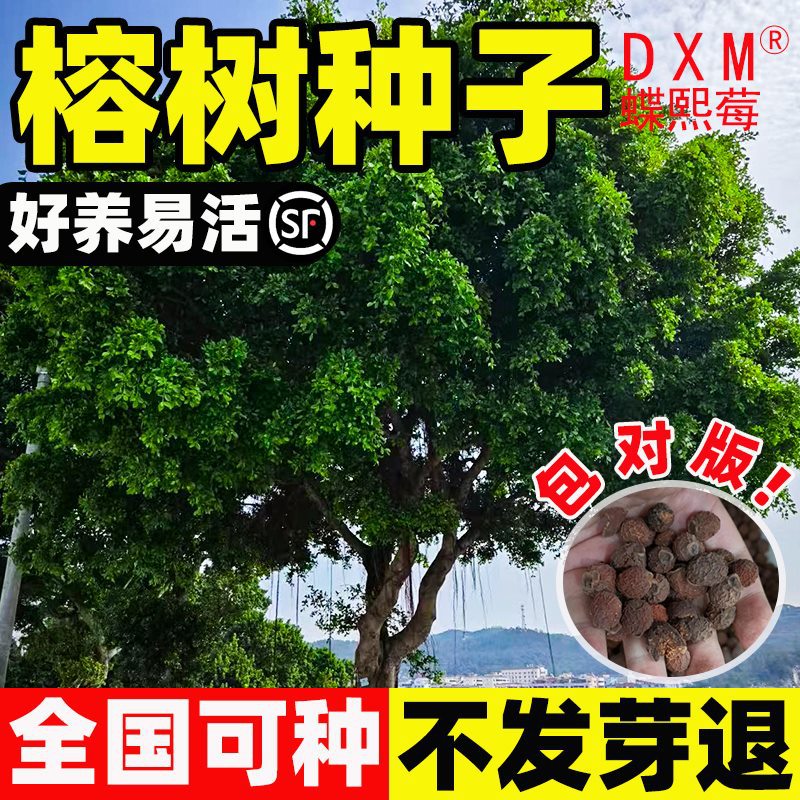 榕树种子大小叶榕树种籽垂叶榕人参榕树种高山盆景植物观赏苗盆栽
