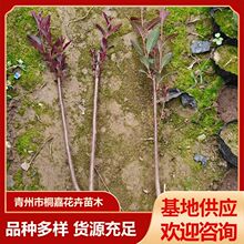 �������l���~����ľ��·�G�����~���ј�����~����ľ���ݻ���