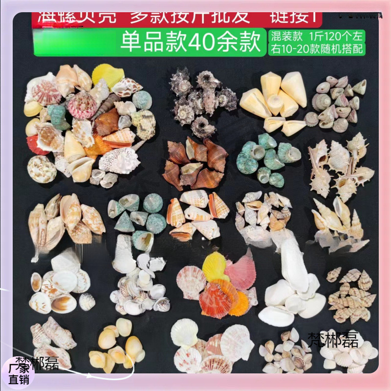 ✞ Shells, Fish Tank Landscaping, More Than 40 Models, Wholesale by the Pound, Colorful Shells, Small White Shells, Fish Tank Landscaping, Mediterranean Decoration, Sea