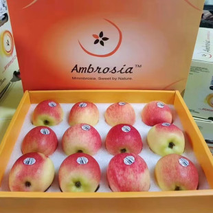 �V�ݽ������lֱ�l�������ɹ�12���Y���b�������O��Ambrosia�r��