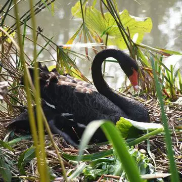 成年黑天鹅活体健康种黑天鹅观赏级成年黑天鹅成对出售包邮包活