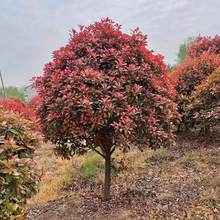 t~ʯͥԺGֲļtС糣GLߗUʯ