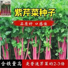 �ϼt���۷N�� �t�۲˷N����ɫ�������߲��̨�ѷN��⼚�۲˷N��