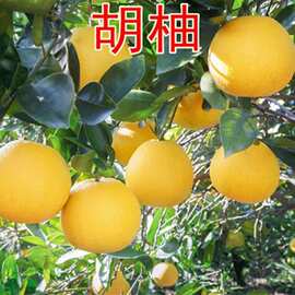 基地批发果树苗平和三红柚子苗福建平和馆溪红心蜜柚苗树苗果树苗