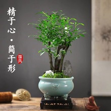 老桩小叶紫檀盆景树桩植物盆栽客厅桌面室内绿植好养树苗四季常青