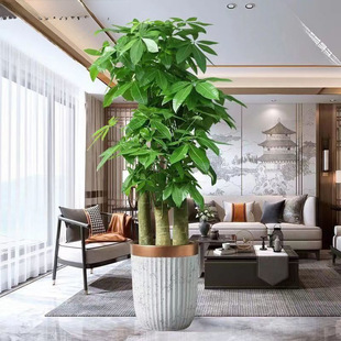 Large Potted Green Plant for Living Room, Prosperity Tree with Three Stems, Native Large Size, Suitable for Housewarming, New Home, Office Opening Gift