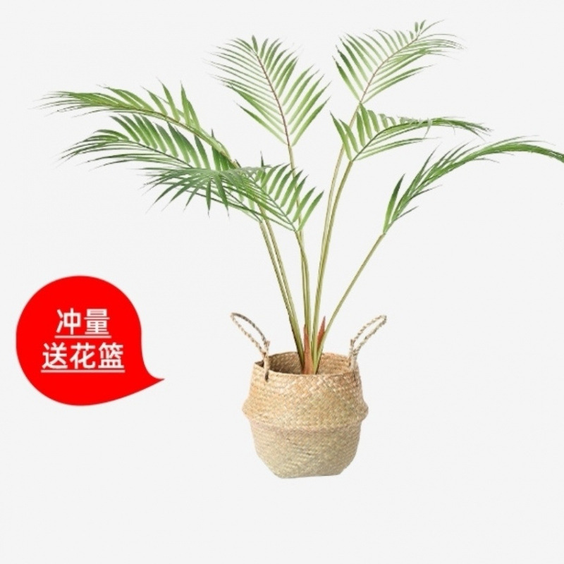 モンステラ 大型鉢植え 水耕栽培 大葉植物 古い杭 リビングルーム 大型緑の植物 花 オフィス オープンバックで富を引き寄せる|undefined