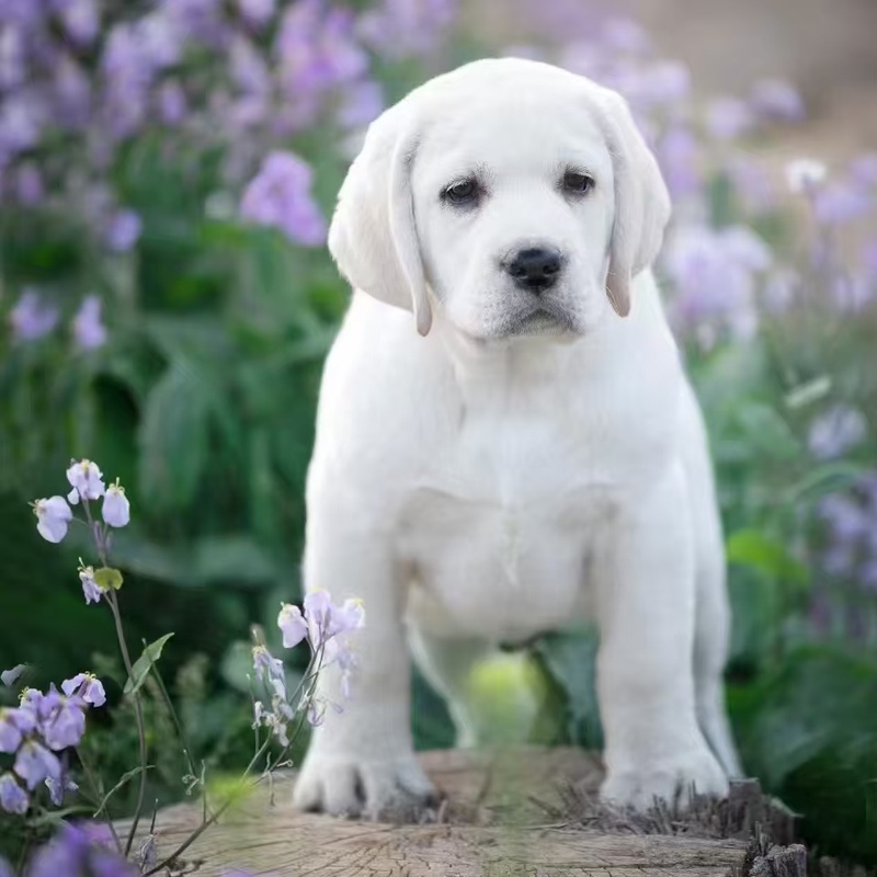 Purebred Labrador Puppy Pet Dog Live Animal Divine Dog Xiaoqi Labrador Guide Dog Domestic Working Dog