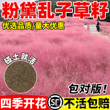 ������y�ӲݾW�t�ݼ�ͥ�@ˇ���ݷN��ëâ�ݶ������鼆�zӰ����