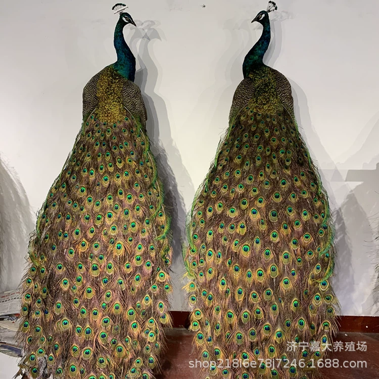 Сколько стоит украшение образца павлина? Сколько лет можно поместить образец павлина? Напольное украшение Павлин